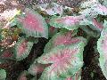 Freida Hemple Caladium / Caladium bicolor 